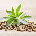 A Beginner’s Guide to Choosing the Right Cannabis Seeds