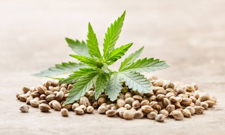 A Beginner’s Guide to Choosing the Right Cannabis Seeds
