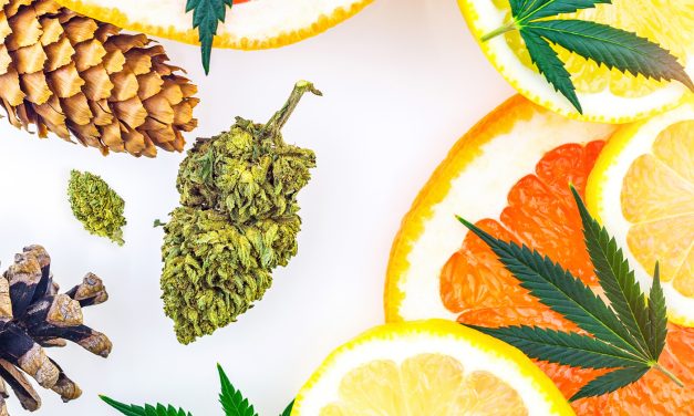 Understanding Terpenes and Their Impact on Marijuana