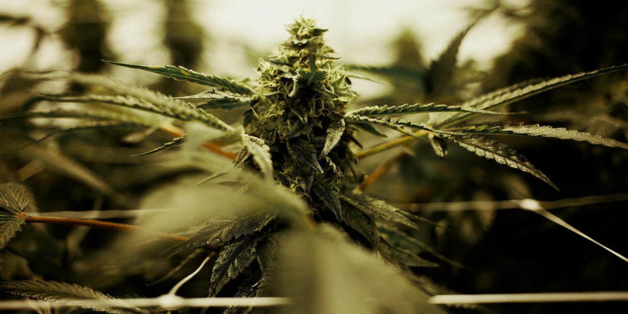 Indoor vs. Outdoor Cannabis Growing: Which is Right for You?
