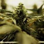 Indoor vs. Outdoor Cannabis Growing: Which is Right for You?