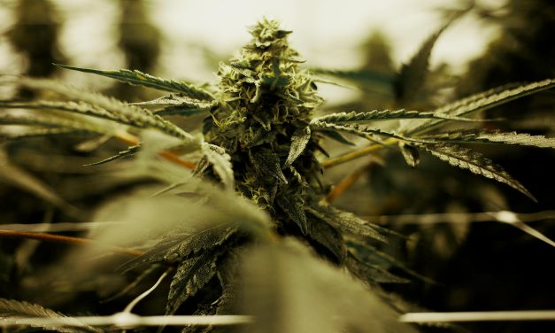 Indoor vs. Outdoor Cannabis Growing: Which is Right for You?