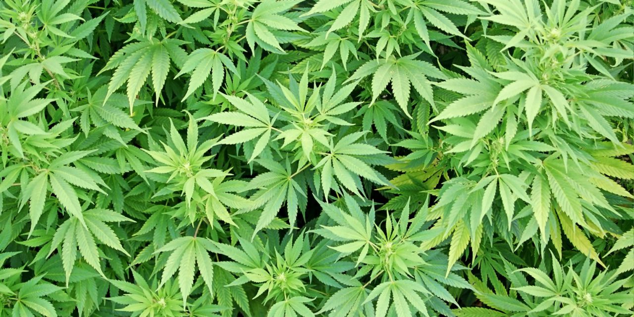 A Short Introduction to Cannabis