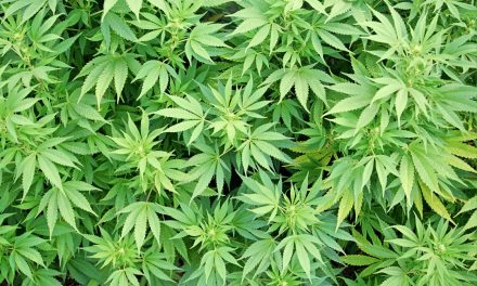 A Short Introduction to Cannabis