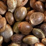 Autoflowering Cannabis Seeds: The Ultimate Guide