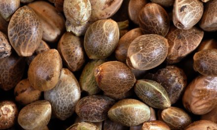 Autoflowering Cannabis Seeds: The Ultimate Guide