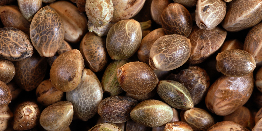 Autoflowering Cannabis Seeds: The Ultimate Guide