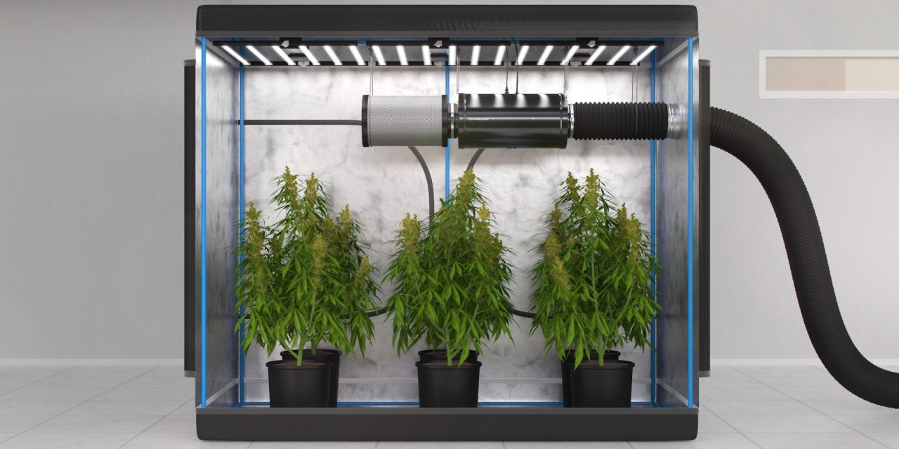 The Importance of Air Exchange and Fresh Air in Indoor Cannabis Growing