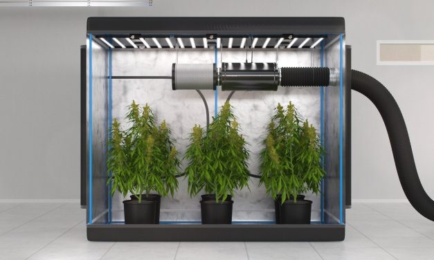 The Importance of Air Exchange and Fresh Air in Indoor Cannabis Growing