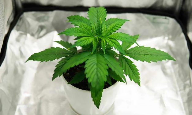 The Growers Guide to Cannabis Grow Tents: Everything You Need to Know